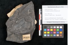 Foto (Objekt + Etikett) von Thinnfeldia australis Ettingshausen (NHMW-GEO-2024-0188-10314)